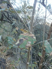 Tarchonanthus trilobus