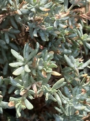 Frankenia salina
