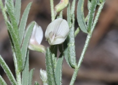 Astragalus tenellus