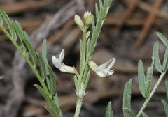 Astragalus tenellus