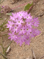 Abronia gracilis