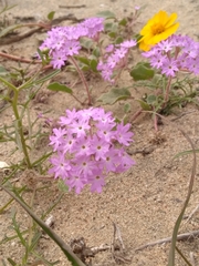 Abronia gracilis