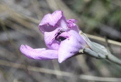 Lygodesmia grandiflora