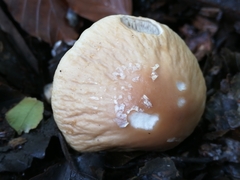 Agrocybe rivulosa