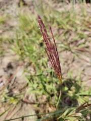 Andropogon appendiculatus