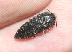 Acmaeodera knowltoni