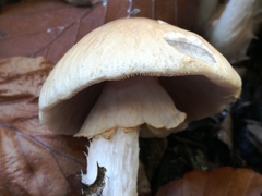 Agrocybe rivulosa