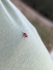 Endomychus biguttatus