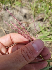 Andropogon appendiculatus