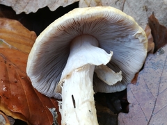 Agrocybe rivulosa