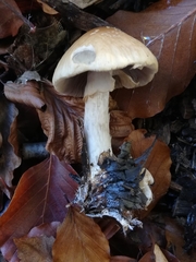 Agrocybe rivulosa