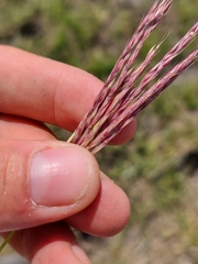 Andropogon appendiculatus