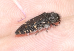 Acmaeodera knowltoni