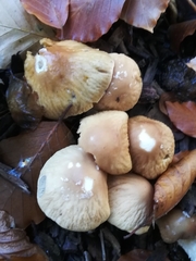 Agrocybe rivulosa