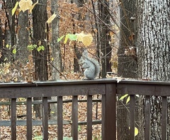 Sciurus carolinensis