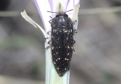 Acmaeodera knowltoni