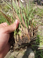 Andropogon appendiculatus
