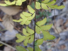 Cheilanthes viridis