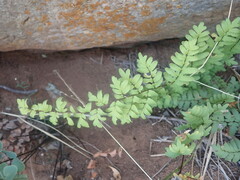 Cheilanthes viridis