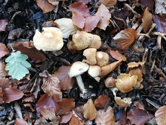 Agrocybe rivulosa