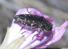 Acmaeodera knowltoni