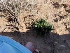 Glandularia wrightii