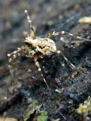 Megabunus diadema
