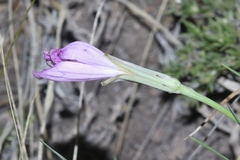 Lygodesmia grandiflora