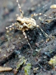 Megabunus diadema