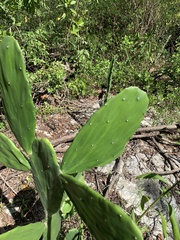Opuntia inaperta