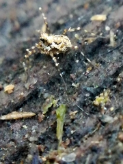 Megabunus diadema