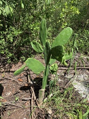 Opuntia inaperta
