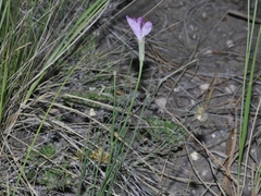 Lygodesmia grandiflora