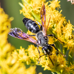 Tachytes guatemalensis