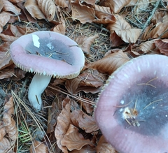 Russula turci