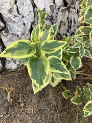 Ligustrum ovalifolium