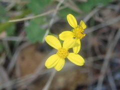 Senecio deltoideus