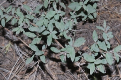 Symphoricarpos rotundifolius