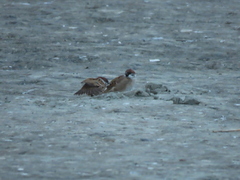 Passer montanus saturatus