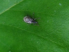 Polydrusus tereticollis