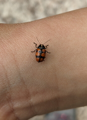 Cryptocephalus octopunctatus