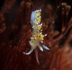 Apata pricei