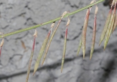 Astragalus lonchocarpus