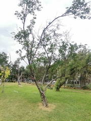 Syringa