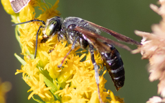 Tachytes guatemalensis