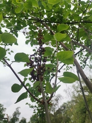 Syringa