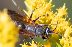 Tachytes guatemalensis