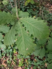 Quercus canariensis