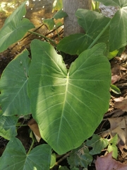 Xanthosoma robustum