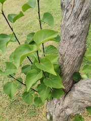 Syringa